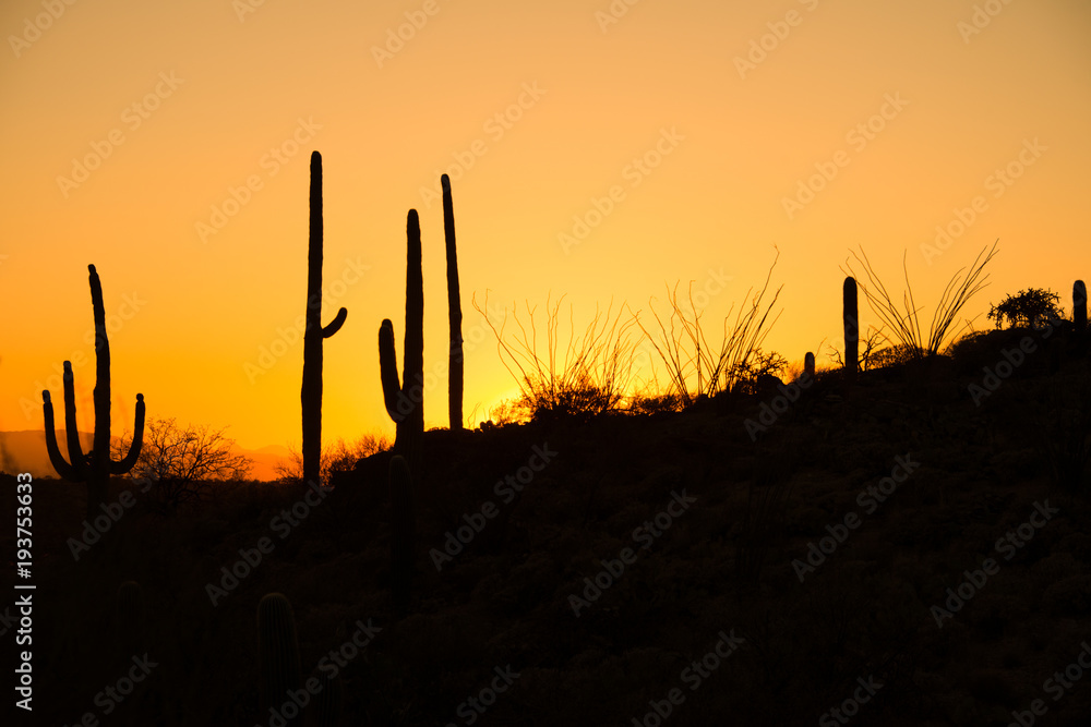 Saguaro cacti silhouettes near Tucson at sunset