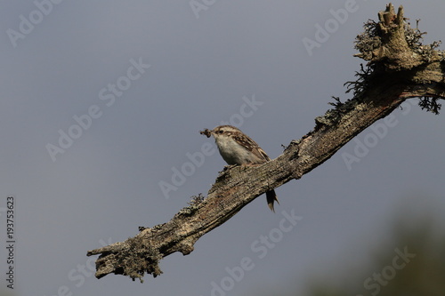 Eurasian treecreeper or common treecreeper (Certhia familiaris) photo