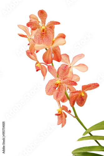 Orange orchid isolated on white background