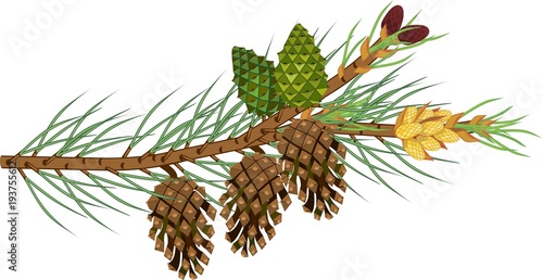 Branch of pine with green needles, male and female cones of different ages on white background