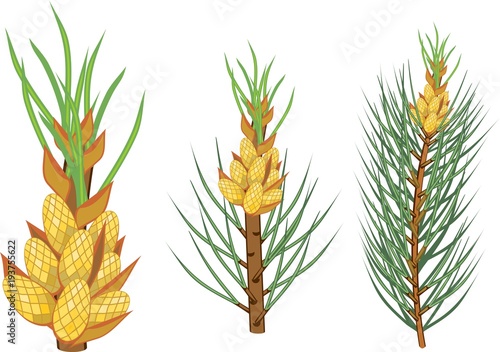 Pine branches with yellow male cones
