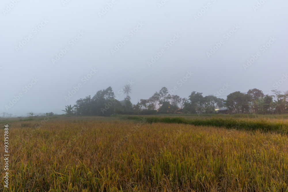 Foggy sunrise over organic paddy fields at Bario, Sarawak
