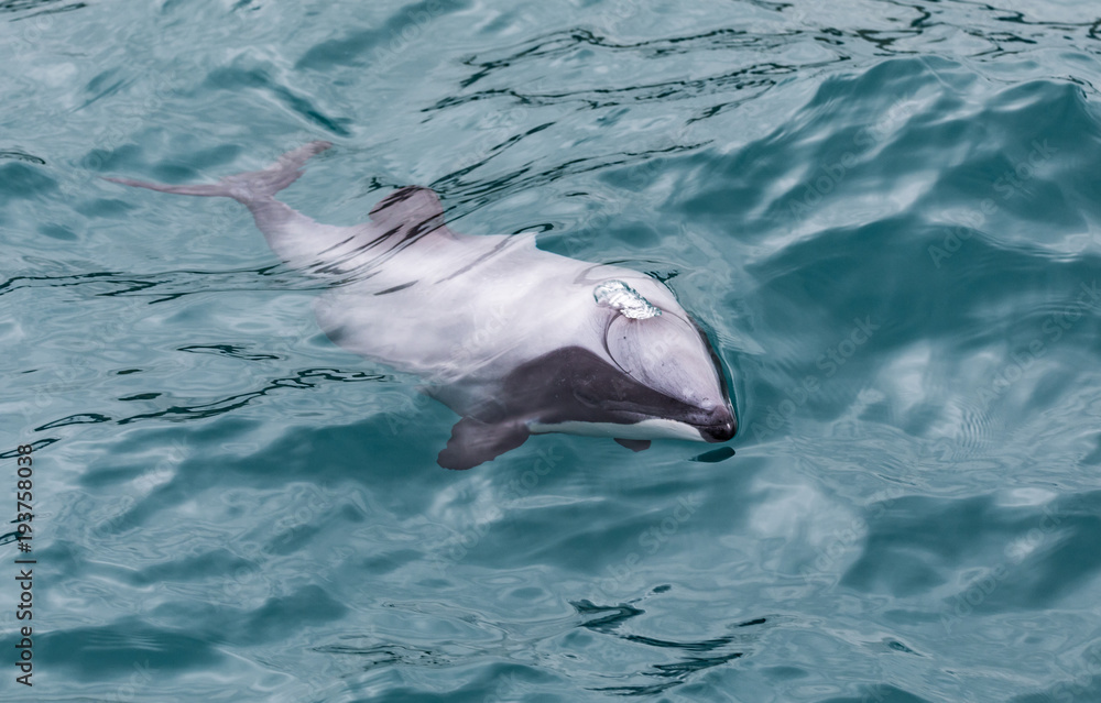 Naklejka premium Hector's Dolphin (Cephalorhynchus hectori), the world's smallest and rarest marine dolphin, New Zealand