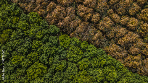 Tableau sur toile Aerial view Rubber tree forest, Top view of rubber tree and rubber leaf plantation