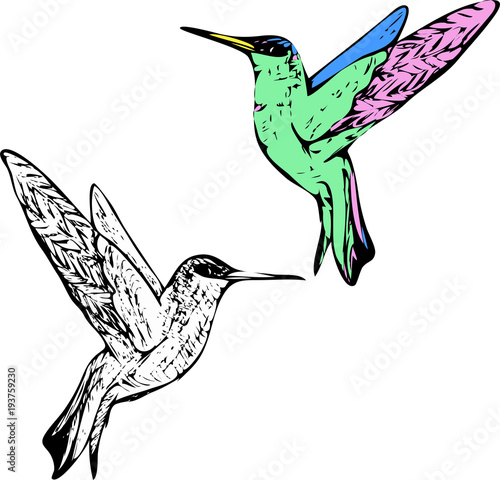 Vector hummingbird sketch. Bird colibri coloring. Color and colorless