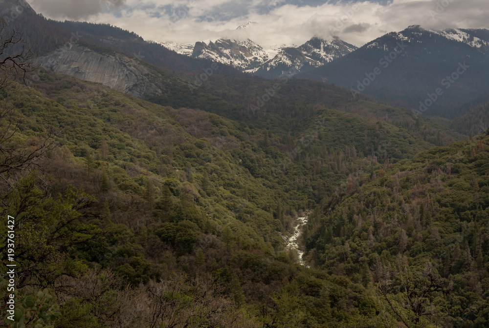 Naklejka premium Sequoia Valley