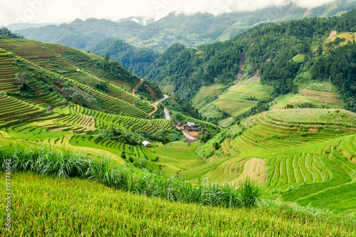 Landscape of rice field terraced with dirty road in valley