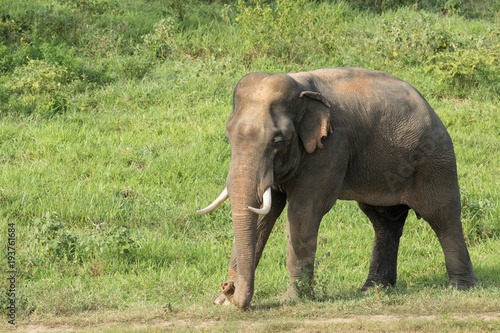 Asiatic Elephant is big five animal in asia