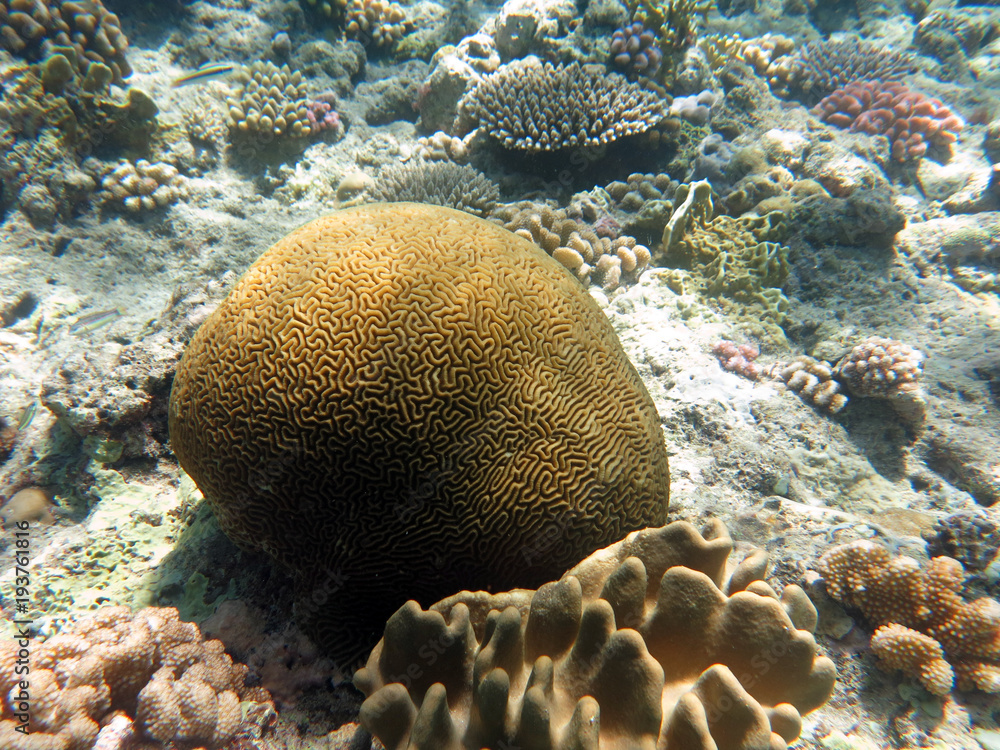 Fototapeta premium Coral found at Sabah, Malaysia