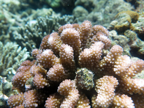 Coral found at Sabah  Malaysia