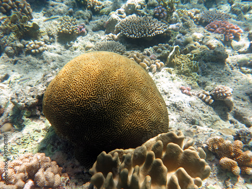 Coral found at Sabah, Malaysia
