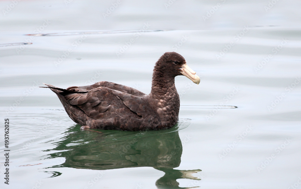 Obraz premium Southern giant petrel swimming, Macronectes Giganteus. Ushuaia, chile, South America