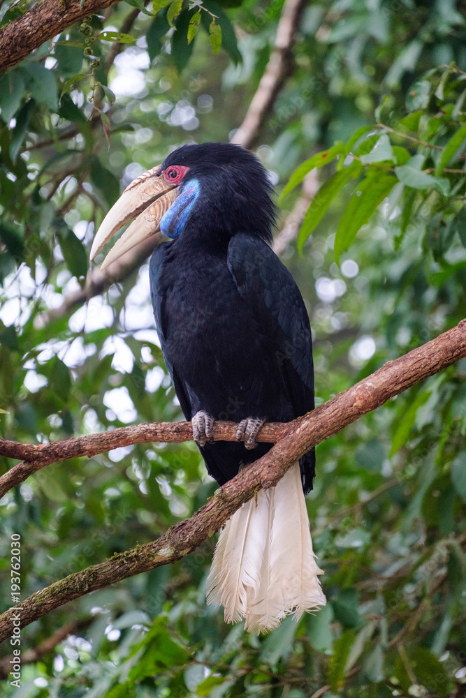 Naklejka premium Big bird Hornbill blue neck perched on tree in park