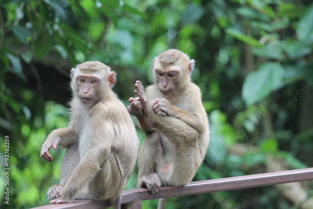 Monkeys Monkeys