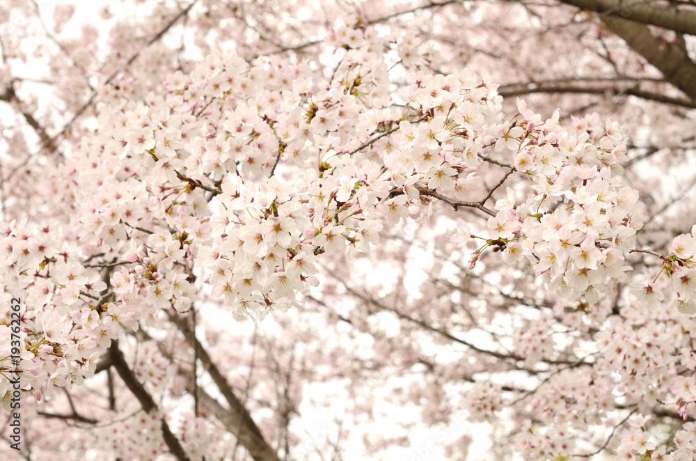 桜の花
桜の花