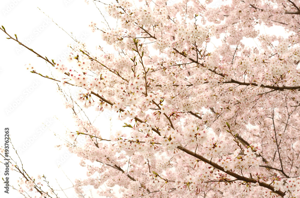 Naklejka premium 桜の花 