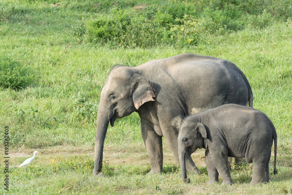 Fototapeta premium Asiatic Elephant is big five animal in asia