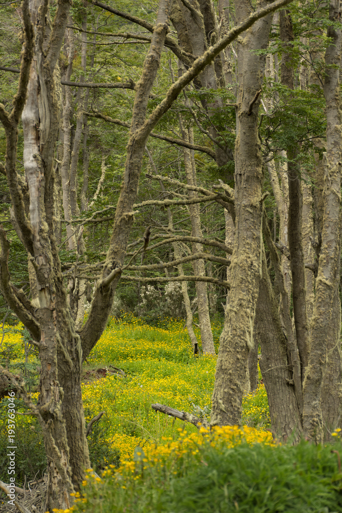 A Carpet of Buttercups in a Deciduous Forest with Moss Covered Trees A Carpet of Buttercups in a Deciduous Forest with Moss Covered Trees