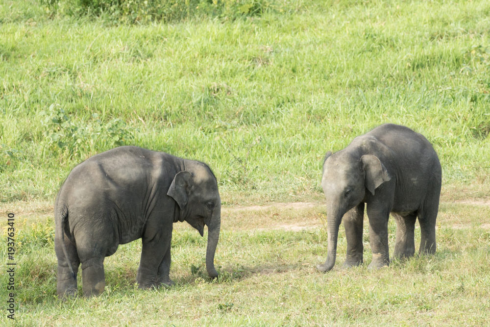Fototapeta premium Asiatic Elephant is big five animal in asia