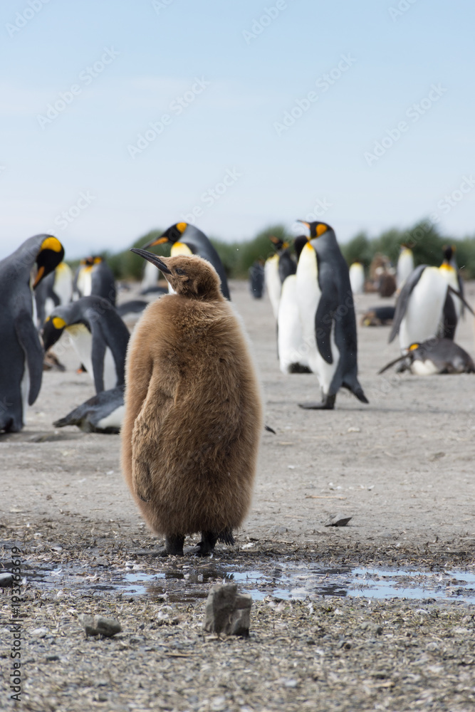 Obraz premium A Stout Juvenile King Penguin or Oakum Boy with its brown downy feathers. Adult king penguins are in the background. 