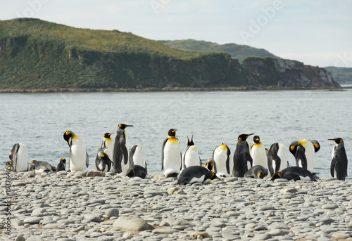 King Penguins on a Gray Pebble Beach with a bay and mountains in the background. 