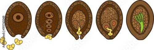 Stages of pollination and fertilization of pine. Sexual process of pine from formation of female gametophyte, to fertilization and formation of embryo