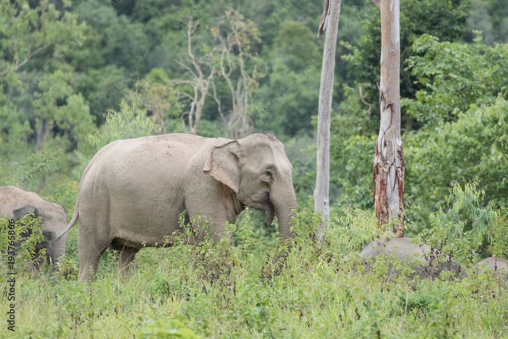 Obraz premium Asiatic Elephant is big five animal in asia