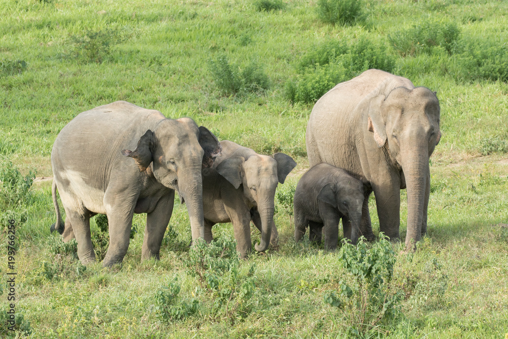 Asiatic Elephant is big five animal in asia