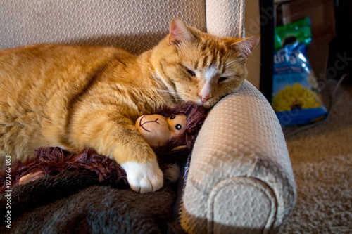 2/24/2018-Spanish Fork,UT/USA- orange cat cuddlikng with adorable sock monkey photo