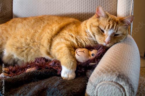 2/24/2018-Spanish Fork,UT/USA- orange cat cuddlikng with adorable sock monkey photo