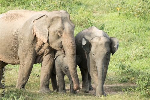 Asiatic Elephant is big five animal in asia