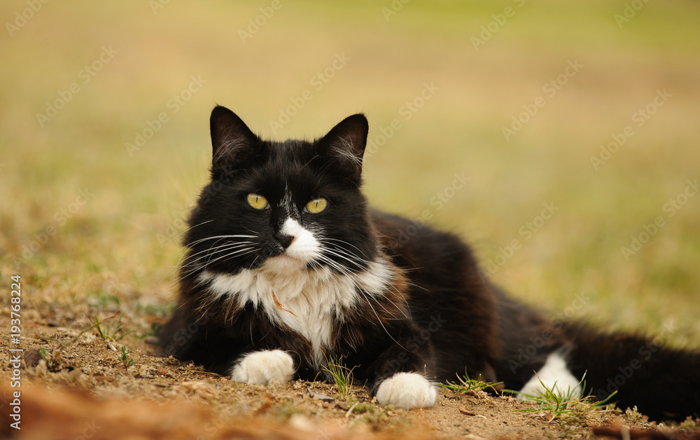 Tuxedo Cat outdoor portrait lying on ground