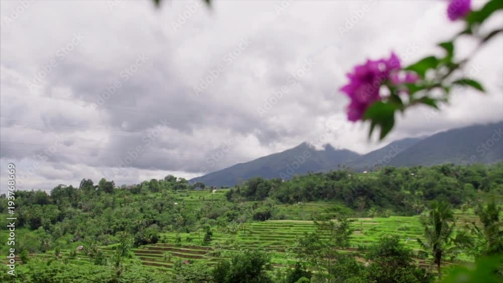 balinese rural life