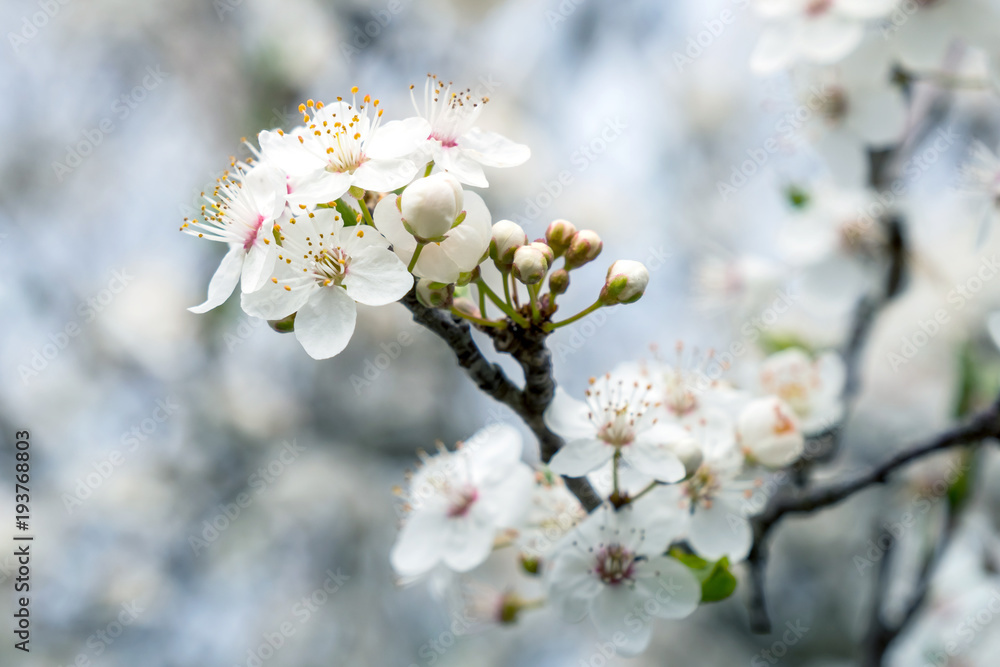Beautiful flowering plum trees. Background with blooming flowers in spring day