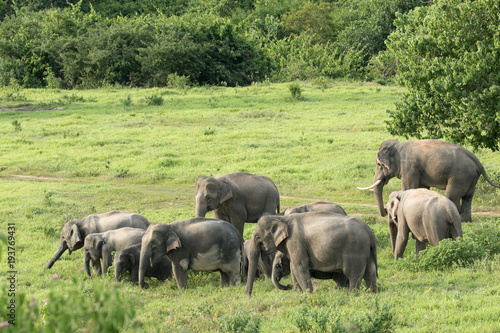 Asiatic Elephant is big five animal in asia