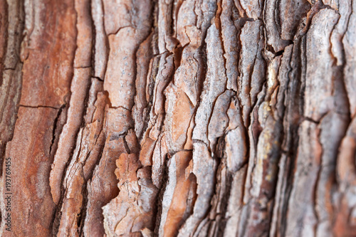 Close up of pine bark