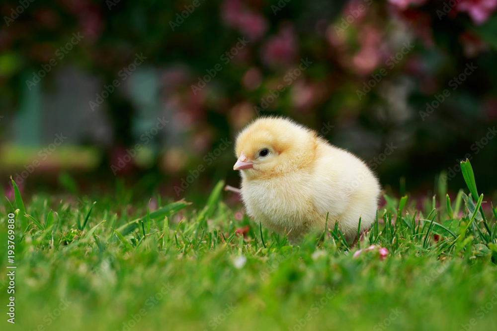 the little chicken
