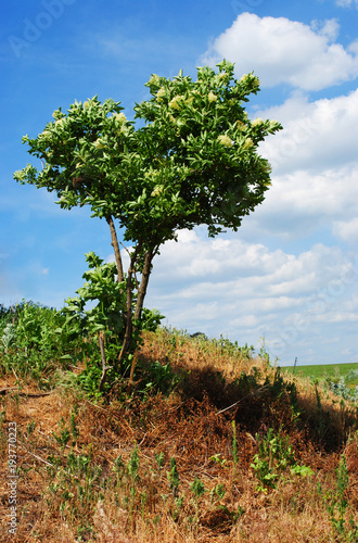 Wallpaper Mural Blooming bush of elderberry on a green meadow on the hill, cloudy blue sky Torontodigital.ca