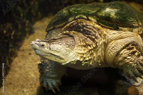 Common snapping turtle (Chelydra serpentina) in the oceanarium. photo
