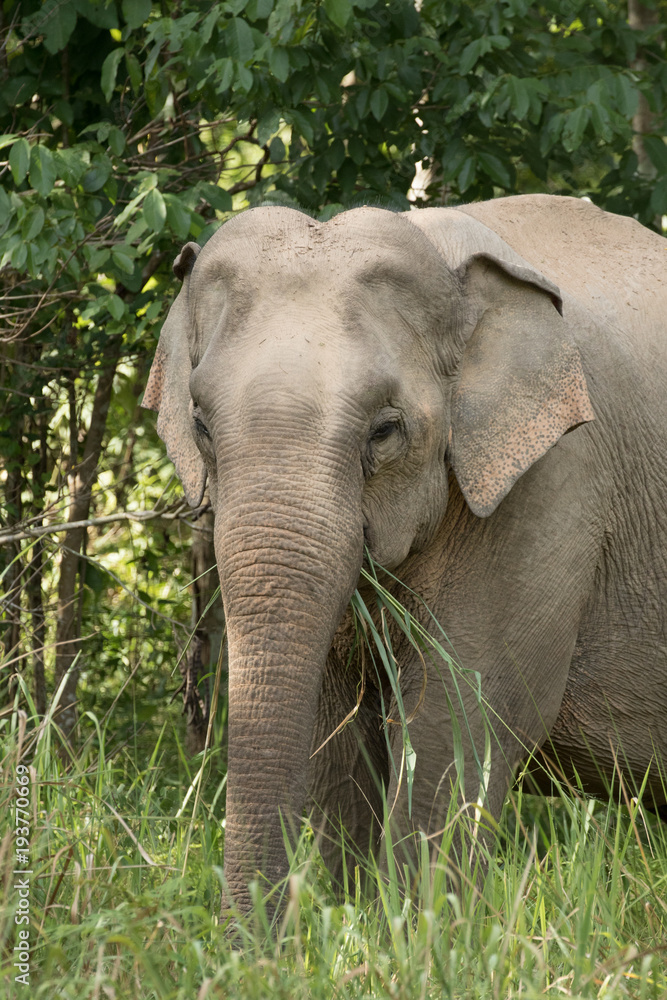 Asiatic Elephant is big five animal in asia