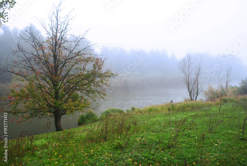 Wild pear tree with yellow leaves and mist on the hill with green grass on the edge of the pine forest near the pond, early morning, cloudy autumn sky