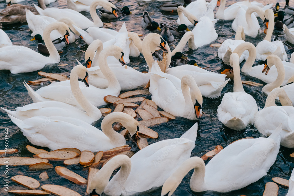 Obraz premium Swans swimming in river. Ducks in water at nature outdoor. Group of beautiful white wild flying birds in city lake waiting for people to feed them. Ornitology wildlife. Urban park with pond