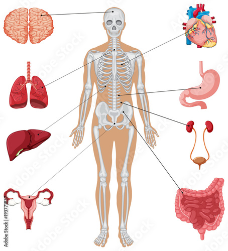 Human anatomy with different internal organs