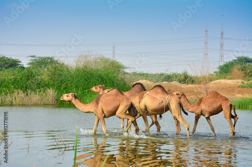 Camels in desrt lake