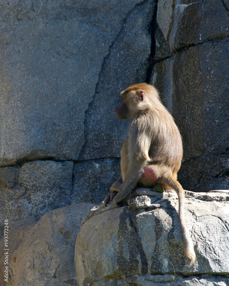 Baboon sitting on a rock nonchalant defecating looking off in the distance. Baboons are African and Arabian Old World monkeys belonging to the genus Papio, part of the subfamily Cercopithecinae.