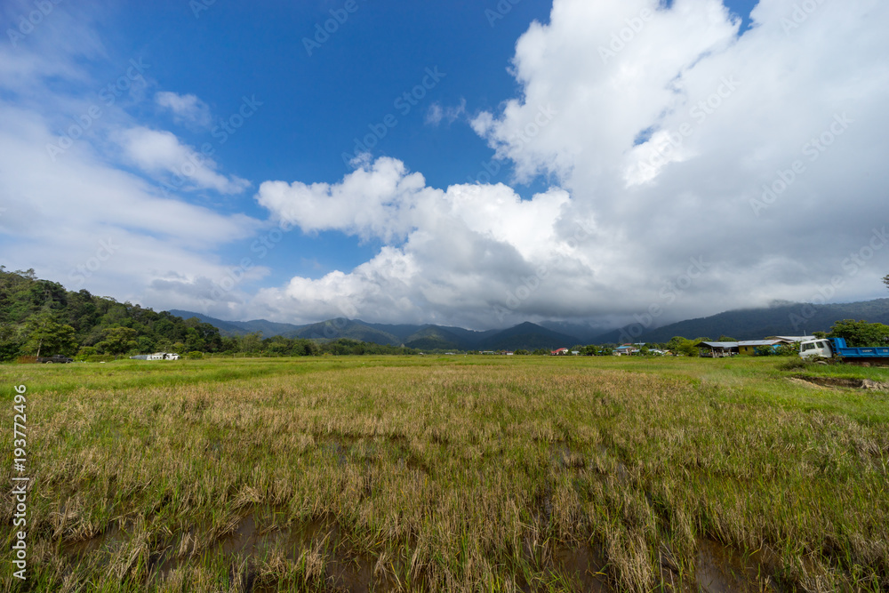 View of paddy field during harvest season in Bario, Sarawak - a well known place as one of the major organic rice supplier in Malaysia.