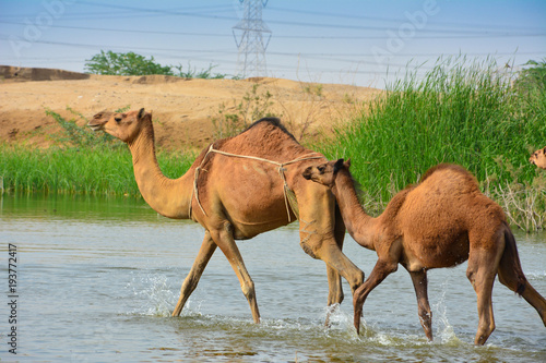 baby camel and mother