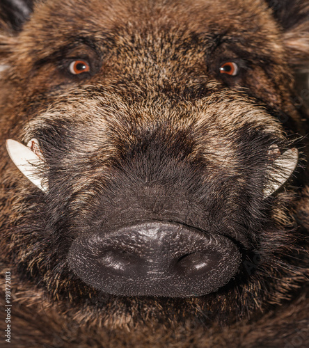 head wild boar animal background.