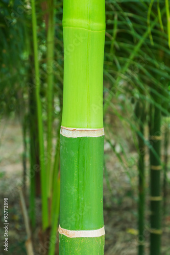 Branches of bamboo leaves beautiful green nature.