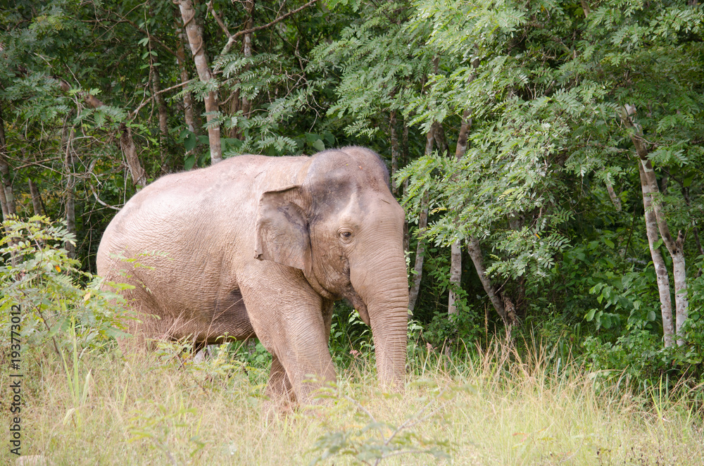Fototapeta premium Asiatic Elephant is big five animal in asia